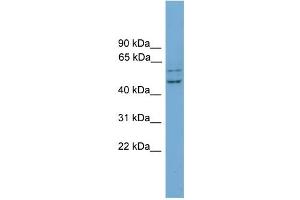 WB Suggested Anti-RAB11FIP2 Antibody Titration: 0.