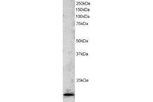 ABIN184823 staining (2µg/ml) of Jurkat lysate (RIPA buffer, 30µg total protein per lane).
