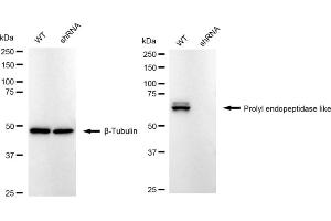Western blotting analysis using Prolyl endopeptidase like antibody (ABIN7799923).