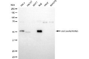 Western blotting analysis using p53 (acetyl K382) antibody (ABIN7800683). (Recombinant p53 antibody  (acLys382))