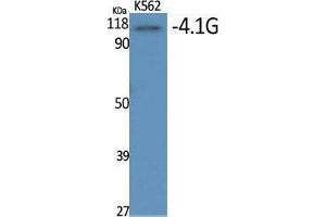 Western Blot (WB) analysis of specific cells using 4. (EPB41L2 antibody  (Internal Region))