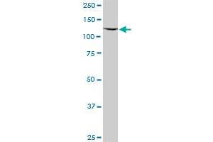 CWC22 MaxPab polyclonal antibody. (CWC22 antibody  (AA 1-908))