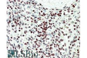 ABIN1590072 (5µg/ml) staining of paraffin embedded Human Spleen. (EDF1 antibody  (Internal Region))