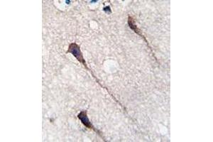 Formalin-fixed and paraffin-embedded humanbrain tissue reacted with Phospho-PUM1-Y83. (PUM1 antibody  (Tyr83))