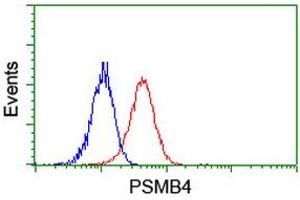 Image no. 2 for anti-Proteasome (Prosome, Macropain) Subunit, beta Type, 4 (PSMB4) antibody (ABIN1500474) (PSMB4 antibody)