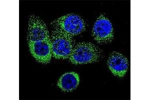 Confocal immunofluorescent analysis of Caspase-12 antibody with 293 cells followed by Alexa Fluor 488-conjugated goat anti-rabbit lgG (green).