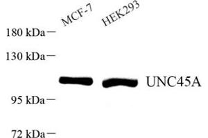 Western blot analysis of UNC45A (ABIN7076147) at dilution of 1: 500 (UNC45A antibody)