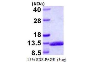 SDS-PAGE (SDS) image for Glucagon (GCG) (AA 90-180) protein (His tag) (ABIN667503)