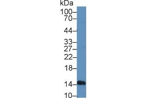 Western Blot; Sample: Mouse Lymphocyte lysate; Primary Ab: 12µg/mL Rabbit Anti-Rat IFNa5 Antibody Second Ab: 0. (IFNA5 antibody  (AA 24-189))