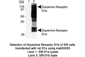 Image no. 1 for anti-Dopamine Receptor D1 (DRD1) (C-Term) antibody (ABIN363247)