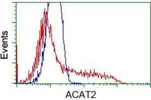 Image no. 5 for anti-Acetyl-CoA Acetyltransferase 2 (ACAT2) antibody (ABIN1496402) (ACAT2 antibody)