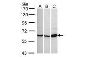 Image no. 1 for anti-Calcium Channel, Voltage-Dependent, beta 1 Subunit (CACNB1) (AA 360-523) antibody (ABIN467509) (CACNB1 antibody  (AA 360-523))