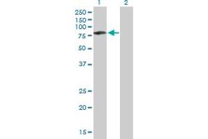 Western Blot analysis of CAMKK2 expression in transfected 293T cell line by CAMKK2 MaxPab polyclonal antibody. (CAMKK2 antibody  (AA 1-541))