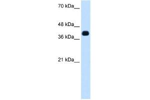 WB Suggested Anti-ZSCAN16 Antibody Titration:  0.