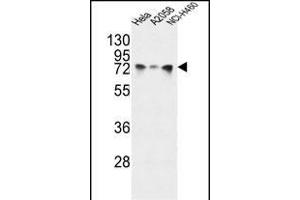 HS Antibody (Center) (ABIN651232 and ABIN2840144) western blot analysis in Hela,,NCI- cell line lysates (35 μg/lane). (GRP78 antibody  (AA 261-289))