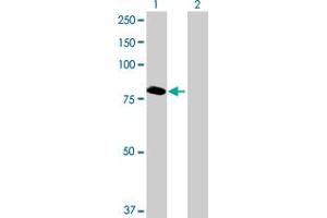 Western Blot analysis of ABCF3 expression in transfected 293T cell line by ABCF3 MaxPab polyclonal antibody. (ABCF3 antibody  (AA 1-709))