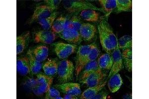 Immunofluorescence analysis of methanol-fixed HeLa cells using Phospho-NFkB p100(S866) Polyclonal Antibody (NFKB2 antibody  (pSer866))