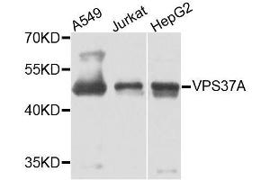 Western blot analysis of extracts of various cell lines, using VPS37A antibody. (VPS37A antibody  (AA 224-397))