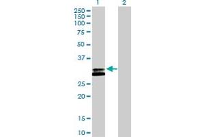 Western Blot analysis of RNASEH2A expression in transfected 293T cell line by RNASEH2A MaxPab polyclonal antibody. (RNASEH2A antibody  (AA 1-299))