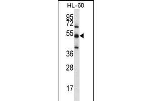 TOE1 Antibody (N-term) (ABIN656201 and ABIN2845522) western blot analysis in HL-60 cell line lysates (35 μg/lane). (TOE1 antibody  (N-Term))