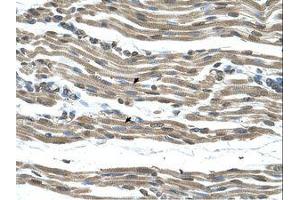 Image no. 1 for anti-Cytochrome C Oxidase Assembly Homolog 15 (COX15) (AA 101-150) antibody (ABIN321112) (COX15 antibody  (AA 101-150))