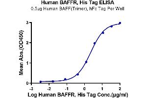 TNFRSF13C Protein (AA 7-71) (His tag)