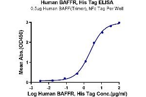 Immobilized Human BAFF (Trimer) , hFc Tag at 5 μg/mL (100 μL/Well) on the plate. (TNFRSF13C Protein (AA 7-71) (His tag))