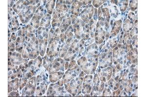 Immunohistochemistry (IHC) image for anti-Ubiquitin Specific Peptidase 5 (USP5) antibody (ABIN1501693) (USP5 antibody)