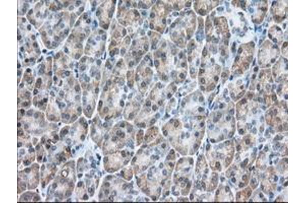 USP5 antibody