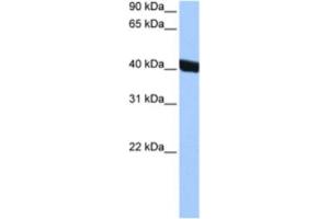 Western Blotting (WB) image for anti-Chitinase 3-Like 1 (Cartilage Glycoprotein-39) (CHI3L1) antibody (ABIN2463483) (CHI3L1 antibody)