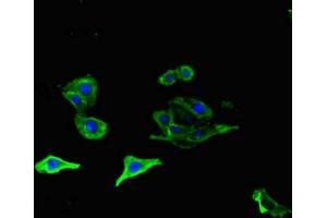 Immunofluorescent analysis of HepG2 cells using ABIN7162143 at dilution of 1:100 and Alexa Fluor 488-congugated AffiniPure Goat Anti-Rabbit IgG(H+L) (OLFML1 antibody  (AA 201-402))