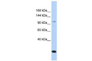 Western Blotting (WB) image for anti-Transient Receptor Potential Cation Channel, Subfamily C, Member 6 (TRPC6) (N-Term) antibody (ABIN633748)