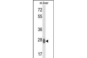 Western blot analysis of ETHE1 Antibody (C-term) (ABIN390580 and ABIN2840903) in mouse liver tissue lysates (35 μg/lane). (ETHE1 antibody  (C-Term))