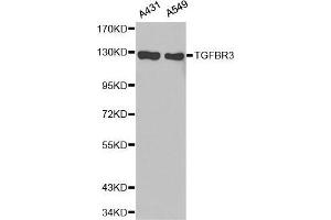 Western Blotting (WB) image for anti-Transforming Growth Factor, beta Receptor III (TGFBR3) (AA 140-340) antibody (ABIN6213905) (TGFBR3 antibody  (AA 140-340))