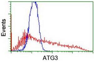 HEK293T cells transfected with either RC203453 overexpress plasmid (Red) or empty vector control plasmid (Blue) were immunostained by anti-ATG3 antibody (ABIN2454863), and then analyzed by flow cytometry. (ATG3 antibody)