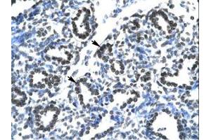 Image no. 2 for anti-Claudin 17 (CLDN17) (AA 103-152) antibody (ABIN202084) (Claudin 17 antibody  (AA 103-152))