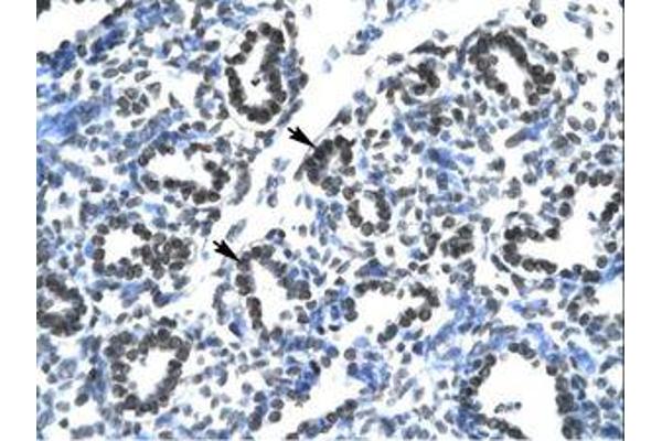 Claudin 17 antibody  (AA 103-152)