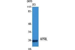 Western Blot (WB) analysis of specific cells using APRIL Polyclonal Antibody. (TNFSF13 antibody  (Internal Region))