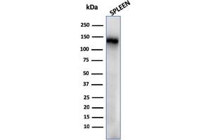 Western Blot Analysis of human Spleen tissue lysate using CD68 Recombinant Mouse Monoclonal Antibody (rLAMP4/824). (Recombinant CD68 antibody)