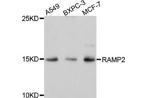 Western blot analysis of extracts of various cell lines, using RAMP2 antibody (ABIN5971573) at 1/1000 dilution.