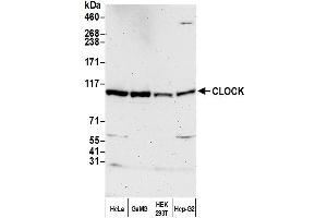 anti-Clock Homolog (Mouse) (CLOCK) (AA 796-846) antibody