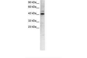 Image no. 1 for anti-Transcription Factor-Like 5 (Basic Helix-Loop-Helix) (TCFL5) (AA 219-268) antibody (ABIN6735773) (TCFL5 antibody  (AA 219-268))