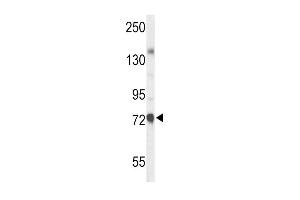 Western blot analysis of CHAT Antibody (N-term) (ABIN653544 and ABIN2842929) in mouse liver tissue lysates (35 μg/lane). (Choline Acetyltransferase antibody  (N-Term))