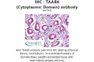 Image no. 1 for anti-Trace Amine Associated Receptor 6 (TAAR6) (3rd Cytoplasmic Domain) antibody (ABIN1739863) (TAAR6 antibody  (3rd Cytoplasmic Domain))