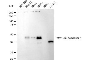 Western blotting analysis using NK2 homeobox 1 antibody (ABIN7799606). (Recombinant NKX2-1 antibody)