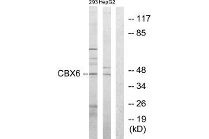 Western blot analysis of extracts from 293 cells and HepG2 cells, using CBX6 antibody. (CBX6 antibody  (N-Term))