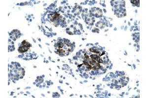 LIG4 antibody was used for immunohistochemistry at a concentration of 4-8 ug/ml to stain Epithelial cells of pancreatic acinus (lndicated with Arrows) in Human Pancreas. (LIG4 antibody  (N-Term))