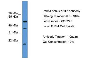 WB Suggested Anti-SPINT2  Antibody Titration: 0. (SPINT2 antibody  (Middle Region))