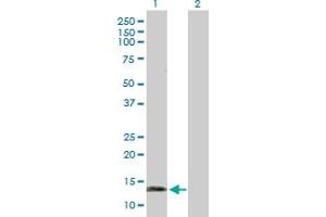 Western Blot analysis of SNCG expression in transfected 293T cell line by SNCG MaxPab polyclonal antibody. (SNCG antibody  (AA 1-127))