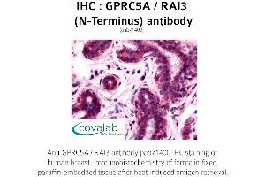 Image no. 1 for anti-G Protein-Coupled Receptor, Family C, Group 5, Member A (GPRC5A) (Extracellular Domain), (N-Term) antibody (ABIN1735210) (GPRC5A antibody  (Extracellular Domain, N-Term))